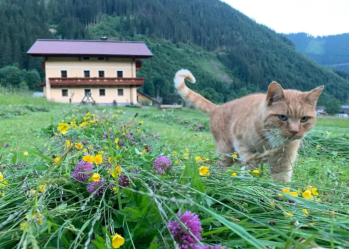 Alpen Oberlehengut *